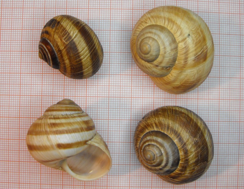 Helix mileti (Kobelt, 1906 )